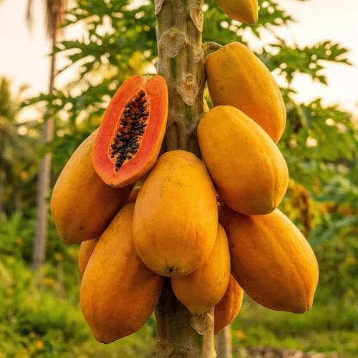 sweetpapaya